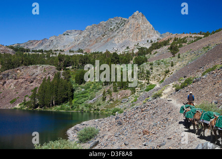 Maultiere tragen Lieferungen für Wanderer Kopf oben Virginia Lakes Trail von Blue Lake in der östlichen Sierra in Nordkalifornien Stockfoto