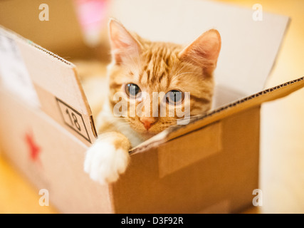 Vier Monate alte orange Tabby Katze sitzt in einem Karton Stockfoto