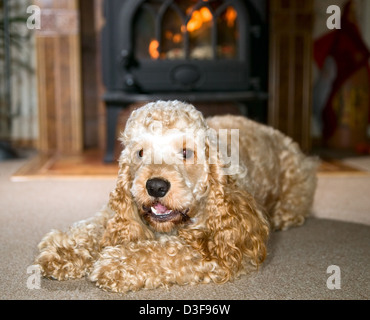 Cocker Spaniel mit großen Ohren liegen und beobachten Stockfoto