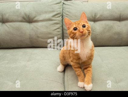 Junge vier Monate alte orange Tabby Katze auf Couch sitzen, warten zu spielen Stockfoto