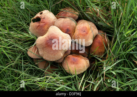 Ziegelroten Schwefelköpfen Pilz oder Ziegel Büschel Schwefelköpfen, Grünblättriger Sublateritium, Strophariaceae. Reife Fruchtkörper. Stockfoto