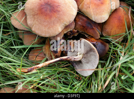 Ziegelroten Schwefelköpfen Pilz oder Ziegel Büschel Schwefelköpfen, Grünblättriger Sublateritium, Strophariaceae. Reife Fruchtkörper. Stockfoto