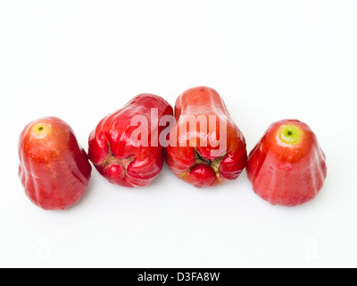 Rose Äpfel, Syzygium jambos Stockfoto