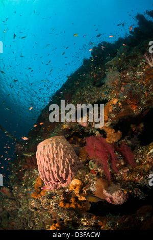 Fass-Schwamm und andere Korallen und Schwämme am Wrack Liberty in Bali, Indonesien. Stockfoto