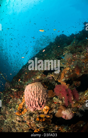 Fass-Schwamm und andere Korallen und Schwämme am Wrack Liberty in Bali, Indonesien. Stockfoto