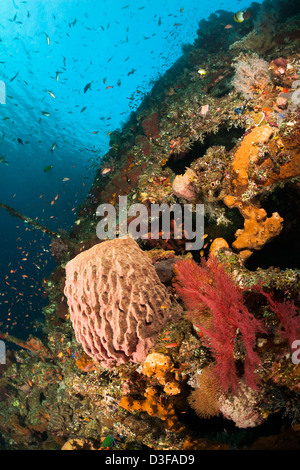 Fass-Schwamm und andere Korallen und Schwämme am Wrack Liberty in Bali, Indonesien. Stockfoto