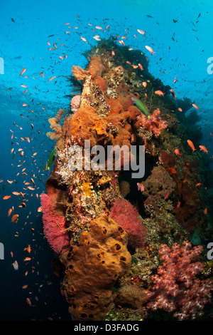 Korallen und Schwämme am Wrack Liberty in Bali, Indonesien. Stockfoto