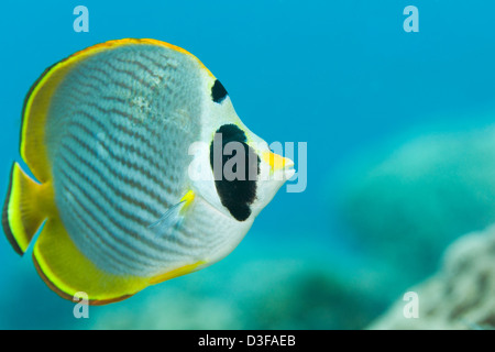 Panda Butterflyfish (Chaetodontidae Adiergastos) an einem tropischen Korallenriff in Bali, Indonesien. Stockfoto