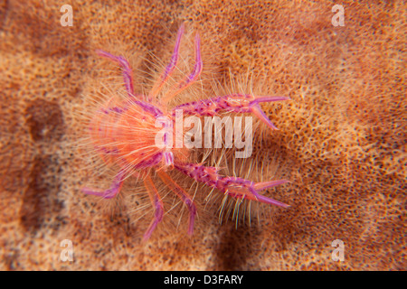 Behaarte Squat Lobster (Lauriea Siagiani) an einem tropischen Korallenriff in Bali, Indonesien. Stockfoto