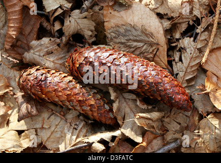 Zapfen der Fichte, Picea Abies, Tannenbäumen. Stockfoto