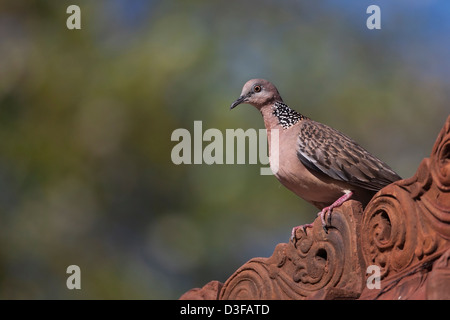 Gefleckte Taube (Streptopelia Chinensis Tigrina), auf der Mimpi Resort Tulamben in Bali, Indonesien. Stockfoto