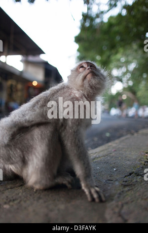 Krabbe-Essen Makaken (Long-tailed Macaque) (Macaca Fascicularis) in Ubud, Bali, Indonesien. Stockfoto