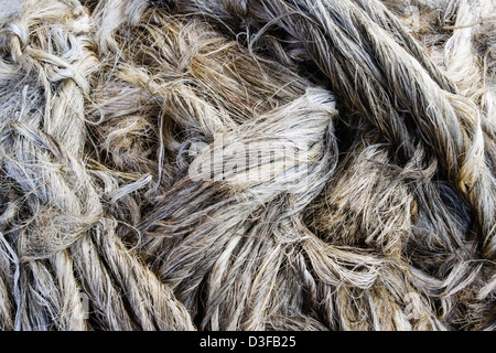 Sisal Esparto Rasen. Campeche, Mexiko Stockfoto