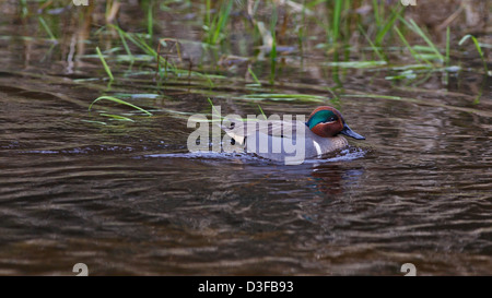 Männliche grün – Winged Teal Schwimmen gegen Wasser fließen mit grünen Grashalme im Hintergrund Stockfoto