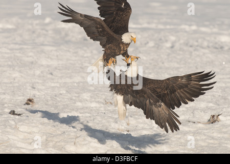 Fotoarchiv der Weißkopf-Seeadler kämpfen. Stockfoto