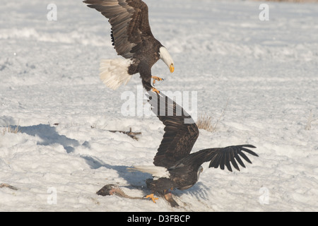 Fotoarchiv der Weißkopf-Seeadler kämpfen. Stockfoto