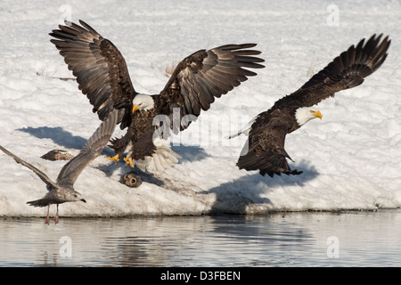 Fotoarchiv der Weißkopf-Seeadler kämpfen. Stockfoto