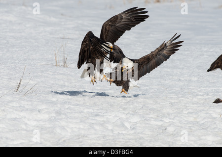 Fotoarchiv der Weißkopf-Seeadler kämpfen. Stockfoto