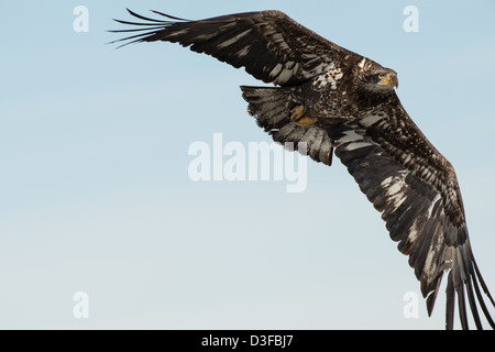 Stock Foto von einer juvenilen Weißkopf-Seeadler im Flug. Stockfoto