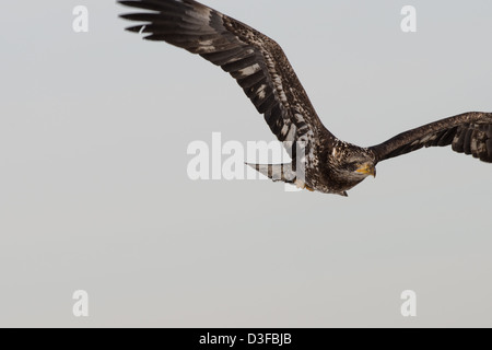 Stock Foto von einer juvenilen Weißkopf-Seeadler im Flug. Stockfoto