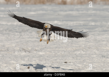 Stock Foto von einen Weißkopfseeadler landen. Stockfoto