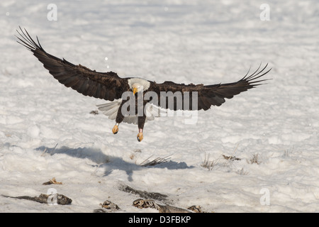 Stock Foto von einen Weißkopfseeadler landen. Stockfoto