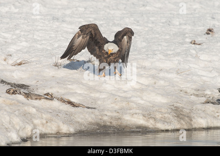 Stock Foto von einen Weißkopfseeadler landen. Stockfoto