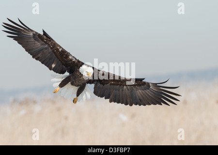 Stock Foto von einen Weißkopfseeadler landen. Stockfoto