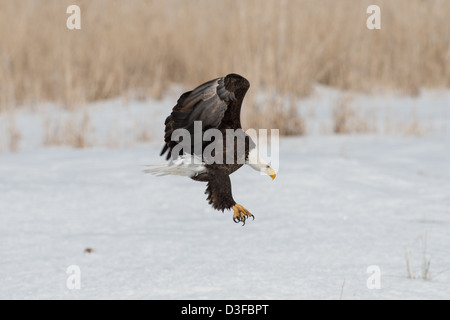 Stock Foto von einen Weißkopfseeadler landen. Stockfoto