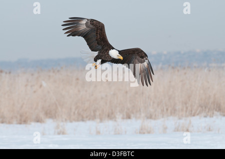 Stock Foto von einen Weißkopfseeadler landen. Stockfoto