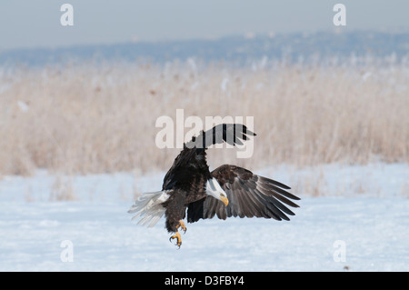 Stock Foto von einen Weißkopfseeadler landen. Stockfoto