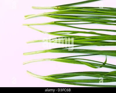 Knoblauch-Schnittlauch isoliert auf weißem Hintergrund Stockfoto