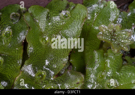 Thallose Liverworts sind eine Abteilung des nicht-vaskulären Moose Landpflanzen Stockfoto