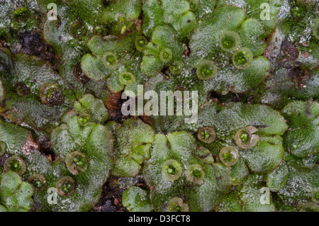 Thallose Liverworts sind eine Abteilung des nicht-vaskulären Moose Landpflanzen Stockfoto