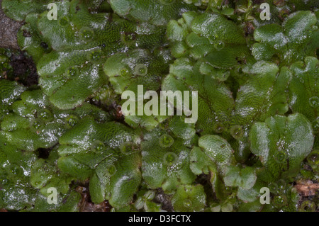 Thallose Liverworts sind eine Abteilung des nicht-vaskulären Moose Landpflanzen Stockfoto