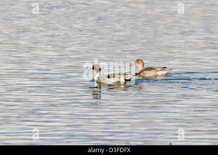 Nördlichen Pintail, männlich und weiblich Stockfoto