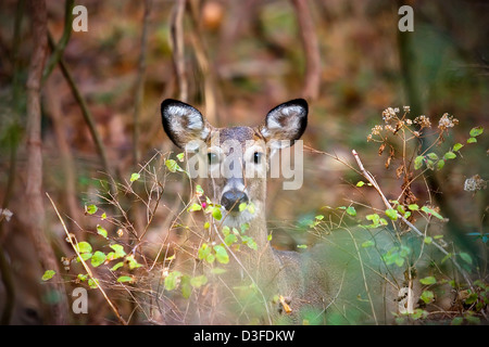 Ein junges Reh versteckt sich hinter Pinsel mit Blick auf die Kamera Stockfoto