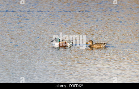 Nördlichen Löffelenten, männlich und weiblich Stockfoto