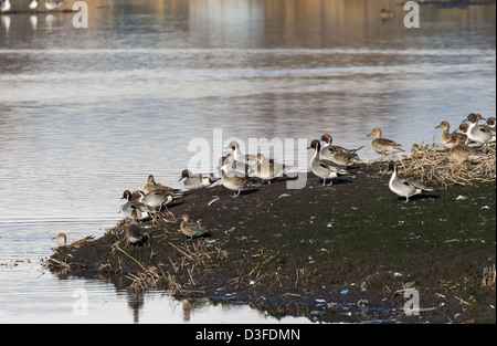 Nördlichen Pintail, männlich und weiblich Stockfoto