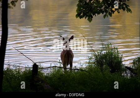 Ein Reh steht am Rande eines Sees Stockfoto