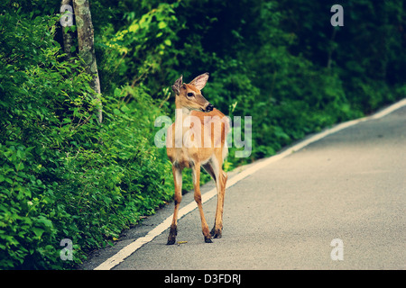 Ein junges Reh steht am Rand einer Straße Stockfoto