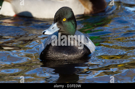 männliche Lesser Scaup Nahaufnahme Schuss Stockfoto