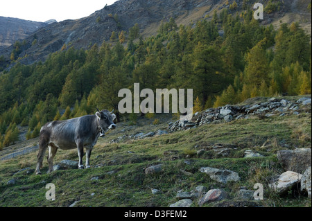 Val Schnalstaler, Italien, eine Kuh auf der Weide in Rableid Pfossental Stockfoto