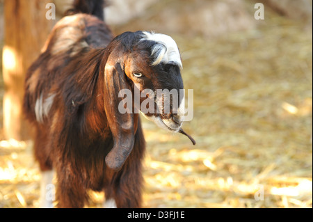 Ziege in Hof Stockfoto