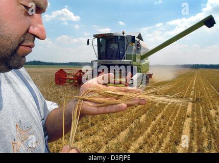 (Dpa) - Landwirt Max Buchner Wintergerste überprüft während der Ernte auf seinem Gebiet in der Nähe von Suenching, Deutschland, 8. Juli 2003. Aufgrund der langes heiße und trockene Zeit Züchter massiven Ernteausfällen erwarten. Winter-Getreide wie Gerste und Weizen zu schnell so das Getreide gereift wächst nicht zu seiner vollen Größe und produziert weniger Mehl. Stockfoto