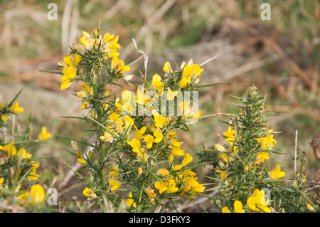 Die Welsh Coastal Path in der Nähe Whitesands in Pembrokeshire Stockfoto