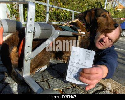 (Dpa) - Andreas Bock zeigt außergewöhnliche Erlaubnis seines Hundes während seinem Hund Teddy steht neben ihm in Bad Homburg, Deutschland, 19. November 2004. Seine Rauhaar Dackel ist nun offiziell erlaubt, ohne Leine durch Bad Homburg humpeln. Der acht-jährige Teddy zwei Hinterbeine sind gelähmt und fest in einem Rahmen mit Rädern. Stockfoto