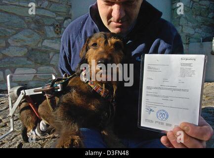 (Dpa) - Andreas Bock zeigt außergewöhnliche Erlaubnis seines Hundes während seinem Hund Teddy steht neben ihm in Bad Homburg, Deutschland, 19. November 2004. Seine Rauhaar Dackel ist nun offiziell erlaubt, ohne Leine durch Bad Homburg humpeln. Der acht-jährige Teddy zwei Hinterbeine sind gelähmt und fest in einem Rahmen mit Rädern. Stockfoto