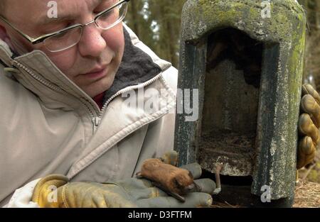 (Dpa) - hält Rainer Marcek eine gemeinsame Noctule in der Hand als es schläft mit offenen Augen vor einem Schlafplatz in Hameln, Deutschland, 2. April 2003. Marcek hat etwa 300 dieser Roost-Boxen aufgestellt wie Fledermäuse unter Naturschutz stehen. Fledermäuse wohnen in diesen Kästen von März bis Oktober, und verschieben Sie wieder in ihre Winter-Quartiere im Winter. Die Noctule Fledermäuse fliegen im Freien, oft weit über Baumwipfel Stockfoto