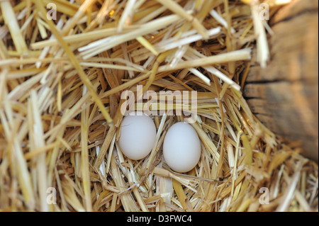 Vogeleier Stockfoto